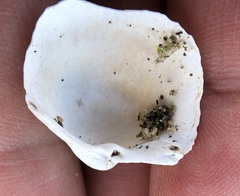 Clinocardium nuttallii