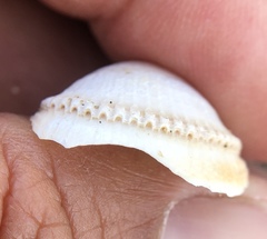 Clinocardium nuttallii