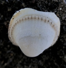 Clinocardium nuttallii