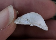 Clinocardium nuttallii