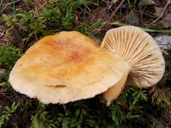 Lactarius porniniae