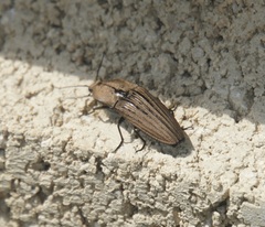 Chalcolepidius silbermanni