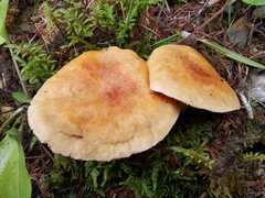 Lactarius porniniae