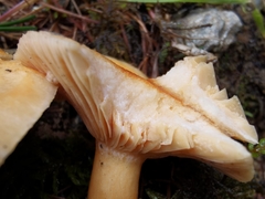 Lactarius porniniae