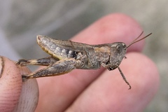 Chorthippus macrocerus