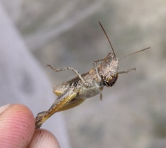 Chorthippus macrocerus