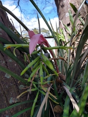 Billbergia distachia