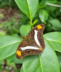 Adelpha basiloides