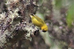 Hemignathus wilsoni