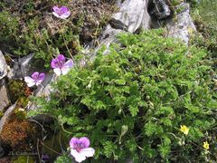 Erodium glandulosum
