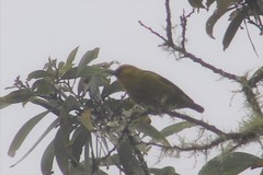 Hemignathus wilsoni