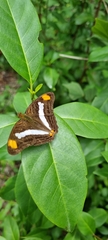 Adelpha basiloides