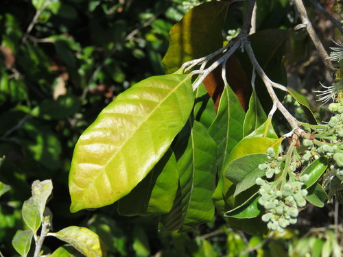 Image of Couepia polyandra by (c) Alexis López Hernández, some rights reserved (CC BY)