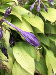 Hosta sieboldii