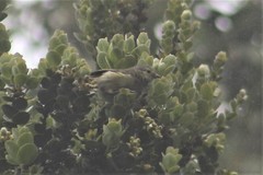 Loxops coccineus