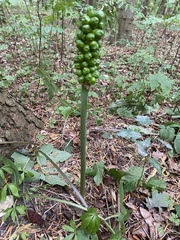 Arum cylindraceum