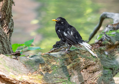 Turdus merula