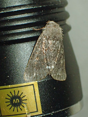 Melanchra pulverulenta