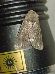 Melanchra pulverulenta