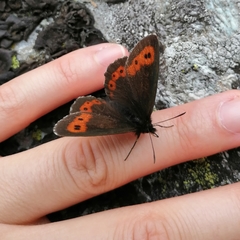 Erebia euryale