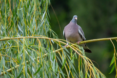 Columba palumbus