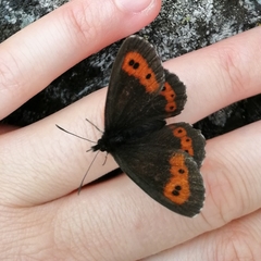 Erebia euryale