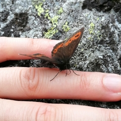Erebia euryale