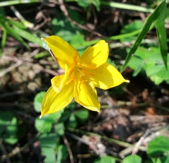Zephyranthes pulchella