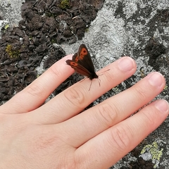 Erebia euryale