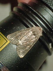 Melanchra pulverulenta