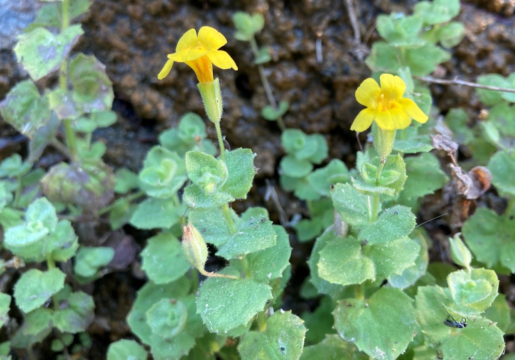 Liverwort Monkey-Flower