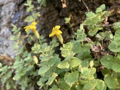 Erythranthe jungermannioides