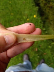 Helobdella stagnalis