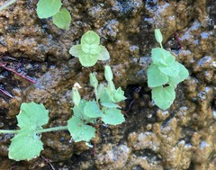 Erythranthe jungermannioides