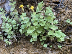 Erythranthe jungermannioides