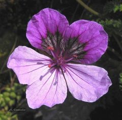 Erodium glandulosum