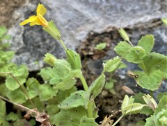 Erythranthe jungermannioides