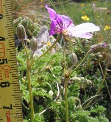 Erodium glandulosum