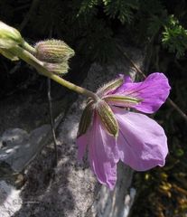 Erodium glandulosum