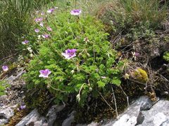 Erodium glandulosum