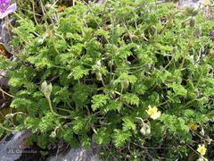 Erodium glandulosum
