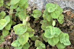 Erythranthe jungermannioides