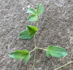 Clematis orientalis
