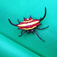 Gasteracantha falcicornis