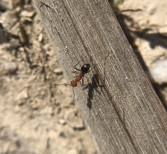 Myrmecocystus