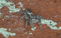 Marpissa muscosa