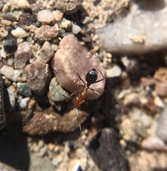 Myrmecocystus