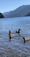 Anas platyrhynchos platyrhynchos