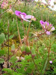 Erodium glandulosum