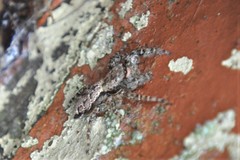Marpissa muscosa